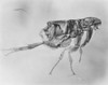Magnified Flea Poster Print - Item # VARSAL25532321