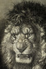The Lion, King Of Beasts. From El Mundo Ilustrado, Published Barcelona, 1880. PosterPrint - Item # VARDPI1958202