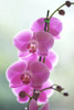 Hawaii, Kauai, Pink Orchids On Studio Background. PosterPrint - Item # VARDPI2004718