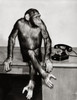 Chimpanzee sitting near a telephone Poster Print - Item # VARSAL9901543A