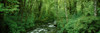 Creek flowing through a forest, Canning Creek, Quinault Rain Forest, Olympic National Park, Washington State, USA Poster Print - Item # VARPPI78255