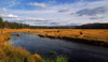 Herd of Elk at riverbank, Yellowstone National Park, Wyoming, USA Poster Print - Item # VARPPI166984