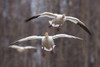 Three Snow Geese In Flight During Spring In The Matanuska Valley, Southcentral Alaska PosterPrint - Item # VARDPI2094077