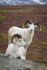 Two Dall Sheep Rams On Hillside Overlooking Tundra, Denali National Park, Interior Alaska, Autumn PosterPrint - Item # VARDPI2150226