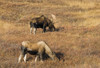 http://c328301.r1.cf1.rackcdn.com/DPI1978004LARGE.jpg