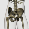 Three dimensional view of human pelvic bones Poster Print - Item # VARPSTSTK700257H