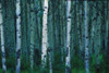 Forest Of Poplar Tree Trunks PosterPrint - Item # VARDPI19830