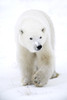 Polar Bear Walking PosterPrint - Item # VARDPI1793674