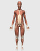 Front view of human muscular system Poster Print - Item # VARPSTSTK701146H