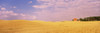 Barn in a wheat field, Washington State, USA Poster Print - Item # VARPPI80235