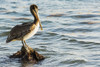 Pelican perched on a rock in the water; Akumal, Quintana Roo, Mexico PosterPrint - Item # VARDPI12269294