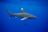 Hawaii, Oceanic Whitetip Shark (Carcharhinus Longimanus) Side View C2044 PosterPrint - Item # VARDPI2000742