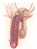 Anatomy of male reproductive organs Poster Print - Item # VARPSTSTK700183H