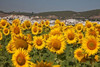 http://c328301.r1.cf1.rackcdn.com/PDDEU27JEG0078.jpg