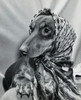 Dachshund wearing a scarf Poster Print - Item # VARSAL25528757