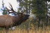 Bull Elk Bugling; Jasper National Park, Alberta, Canada PosterPrint - Item # VARDPI1787227
