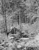 Hut in a forest Poster Print - Item # VARSAL25539705