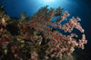 Soft coral reef seascape, Indonesia Poster Print