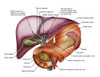 Anatomy of liver, antero-visceral view Poster Print - Item # VARPSTSTK700196H