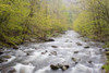 River flowing through a forest, Middle Prong, Little River, Tremont, Great Smoky Mountains National Park, Tennessee, USA Poster Print - Item # VARPPI169319