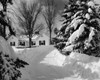 Snow covered trees in front of a house Poster Print - Item # VARSAL25532061