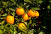 http://c328301.r1.cf1.rackcdn.com/PPI142411.jpg