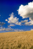 Spring Wheat Field, Tiger Hills, Manitoba PosterPrint - Item # VARDPI2025033