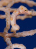 Pygmy Seahorse on sea fan, Kimbe Bay, Papua New Guinea Poster Print - Item # VARPSTSJN400061U