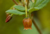 Close Up View Of Rusty Menziesia Flowers On Squire Island In Prince William Sound, Kenai Peninsula, Southcentral Alaska, Summer PosterPrint - Item # VARDPI2141618