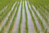 Japan, Kyushu, View Of Young Rice Shoots Growing In Rows In Large Field, Water PosterPrint - Item # VARDPI2000877