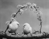 Two chicks perching on a branch Poster Print - Item # VARSAL25535847