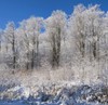 Snow Covered Maple Trees; Iron Hill, Quebec, Canada PosterPrint - Item # VARDPI2025363