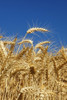 Wheat Field In Willamette Valley; Oregon, Usa PosterPrint - Item # VARDPI1884085