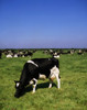 Ireland; Friesian Cattle PosterPrint - Item # VARDPI1815791