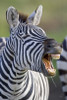 Close-up of a zebra calling  Ngorongoro Crater  Ngorongoro Conservation Area  Tanzania Poster Print by Panoramic Images (16 x 24) - Item # PPI95750