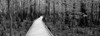 Boardwalk passing through a forest, Congaree National Park, South Carolina, USA Poster Print - Item # VARPPI172763