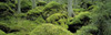 Forest Moss Sweden Poster Print - Item # VARPPI66098
