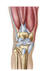 Anatomy of human knee joint Poster Print - Item # VARPSTSTK700549H