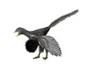 Archaeopteryx lithographica, Late Jurassic of Germany Poster Print - Item # VARPSTNBT600044P