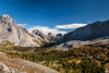 Larch trees in autumn, Burstall Pass, Mt. Burstall, Rocky Mountains, Alberta, Canada Poster Print - Item # VARPPI166896