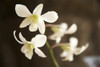 Hawaii, Kauai, White Orchid. PosterPrint - Item # VARDPI1974825