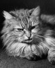 Fluffy cat lying down Poster Print