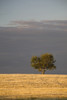 A single tree in a golden field at sunrise;Alberta canada PosterPrint - Item # VARDPI2273131