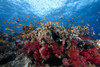 Schooling anthias fish and healthy corals of Beqa Lagoon, Fiji Poster Print - Item # VARPSTTMO400380U