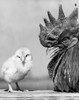 Rooster with a chick Poster Print - Item # VARSAL25525973