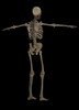 3D rendering of human skeletal system, rear view Poster Print - Item # VARPSTSTK701177H