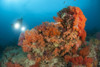 Colorful reefs in Raja Ampat covered in orange Dendronephthya soft corals, West Papua, Indonesia Poster Print - Item # VARPSTSJN400496U
