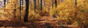 Trees in autumn, Stowe, Lamoille County, Vermont, USA Poster Print - Item # VARPPI32287