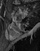 Koala Bear on tree Poster Print - Item # VARSAL255419425