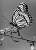Close-up of a Viceroy Butterfly on a stem Poster Print - Item # VARSAL9901777